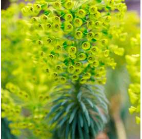 Euphorbia characias