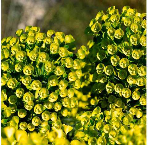 Euphorbia characias. Viveros González. Natural Garden Centre Marbella