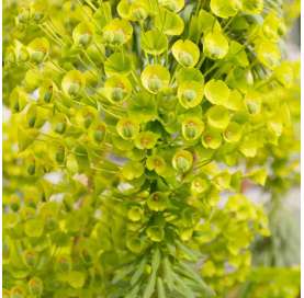 Euphorbia characias. Viveros González. Natural Garden Centre Marbella