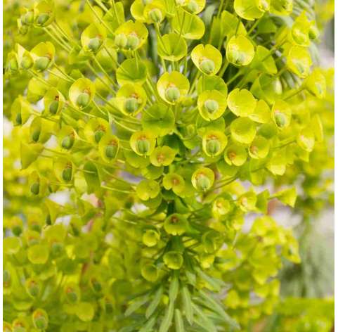 Euphorbia characias. Viveros González. Natural Garden Centre Marbella
