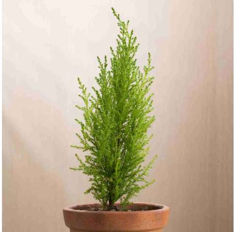 Cupressus macrocarpa ‘Goldcrest’ – Ciprés Goldcrest. Viveros González. Natural Garden Centre Marbella