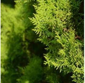Cupressus macrocarpa ‘Goldcrest’ – Ciprés Goldcrest. Viveros González. Natural Garden Centre Marbella