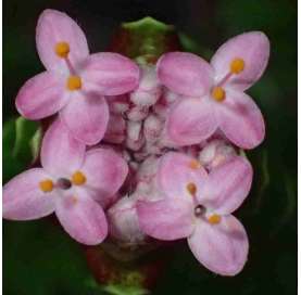 Pimelea ferruginea. Viveros González. Natural Garden Centre Marbella
