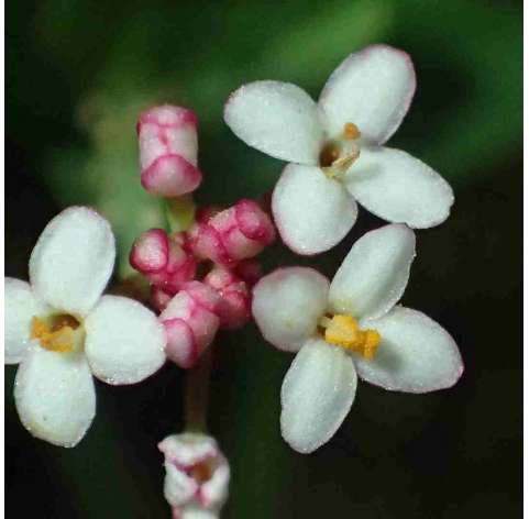 Pimelea ferruginea. Viveros González. Natural Garden Centre Marbella