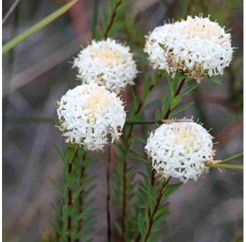 Pimelea ferruginea. Viveros González. Natural Garden Centre Marbella