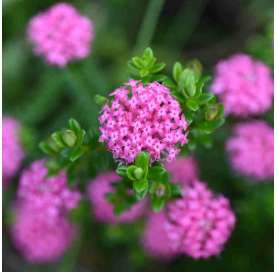 Pimelea ferruginea. Viveros González. Natural Garden Centre Marbella