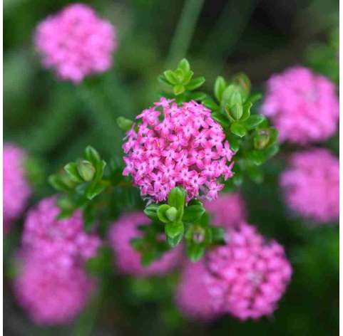 Pimelea ferruginea. Viveros González. Natural Garden Centre Marbella