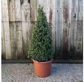 ilex crenata caroline...
