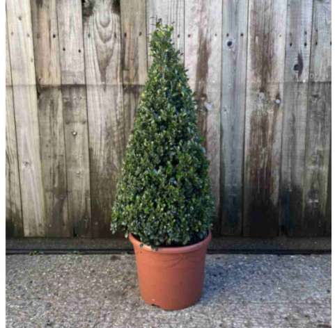 Ilex crenata caroline uprigh piramidal. Viveros González. Natural Garden Centre Marbella