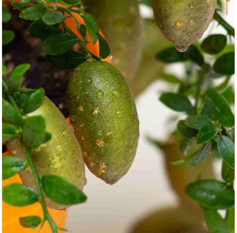Citrus microcitrus australasica-lima caviar. Viveros Gonzalez. Natural Garden Centre Marbella