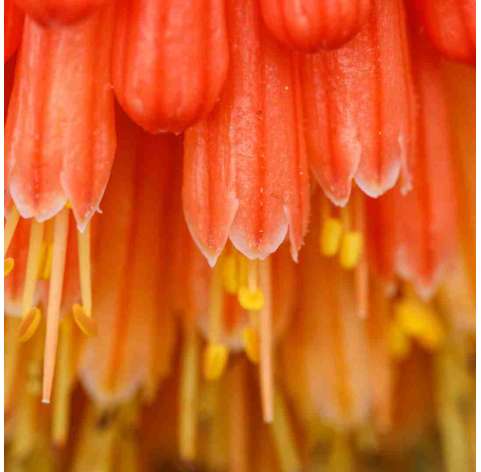 Kniphofia ‘Hirsute Fire Dance’. Viveros González. Natural Garden Centre Marbella