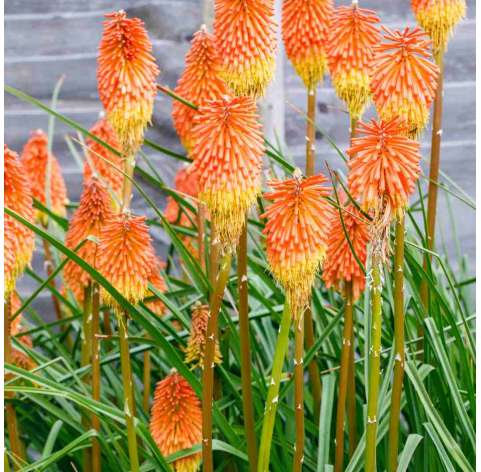 Kniphofia ‘Hirsute Fire Dance’. Viveros González. Natural Garden Centre Marbella