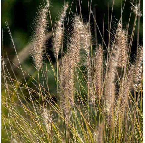 Pennisetum alopecuroides – Cola de zorro. Viveros González. Natural Garden Centre Marbella