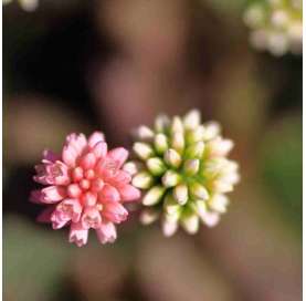 Polygonum. Viveros González. Natural Garden Centre Marbella
