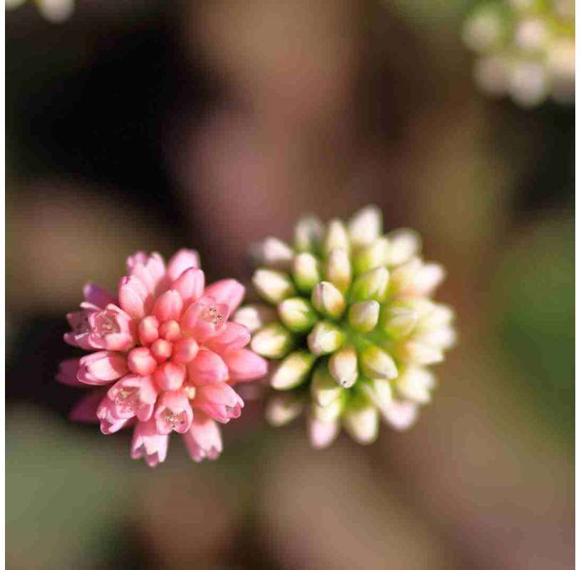 Polygonum capitatum...