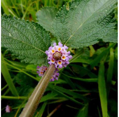 Lippia nodiflora - verbena rastrera. Viveros González. Natural Garden Centre Marbella