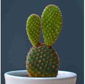Puntia microdasys