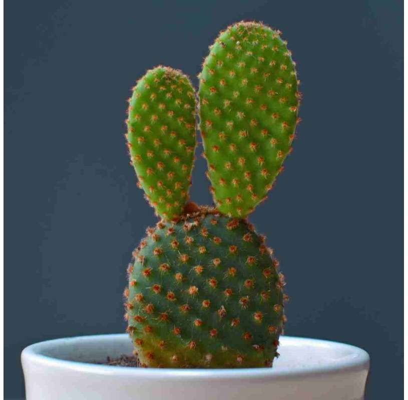 Puntia microdasys. Viveros gonzález. Natural garden centre marbella