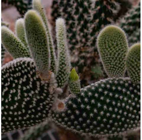 Puntia microdasys. Viveros gonzález. Natural garden centre marbella