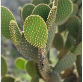 Puntia microdasys. Viveros gonzález. Natural garden centre marbella