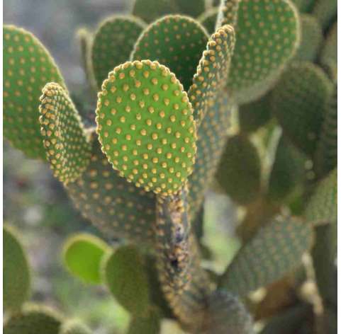 Puntia microdasys. Viveros gonzález. Natural garden centre marbella
