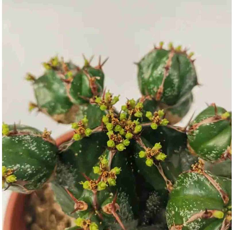 Euphorbia handiensis