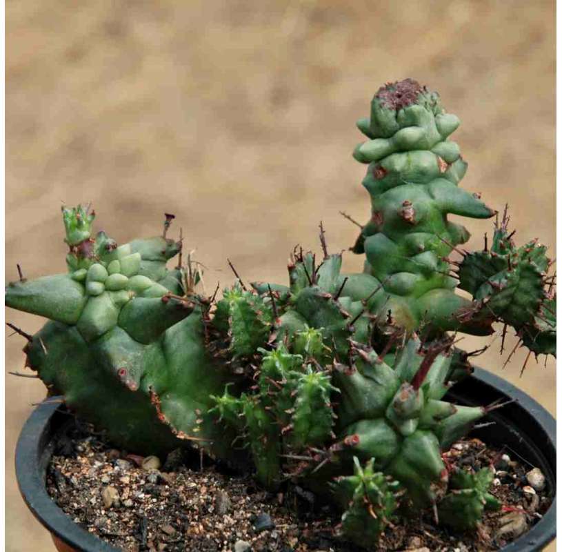 Euphorbia Horrida...