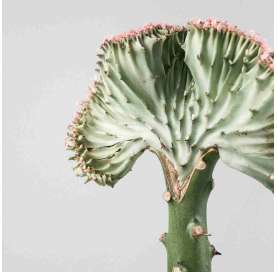 Euphorbia lactea