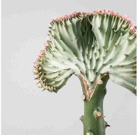 Euphorbia lactea. Viveros González. Natural Garden Centre Marbella.