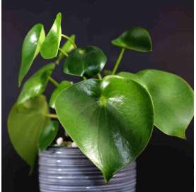 Peperomia polybotrya. Viveros González. Natural Garden Centre Marbella