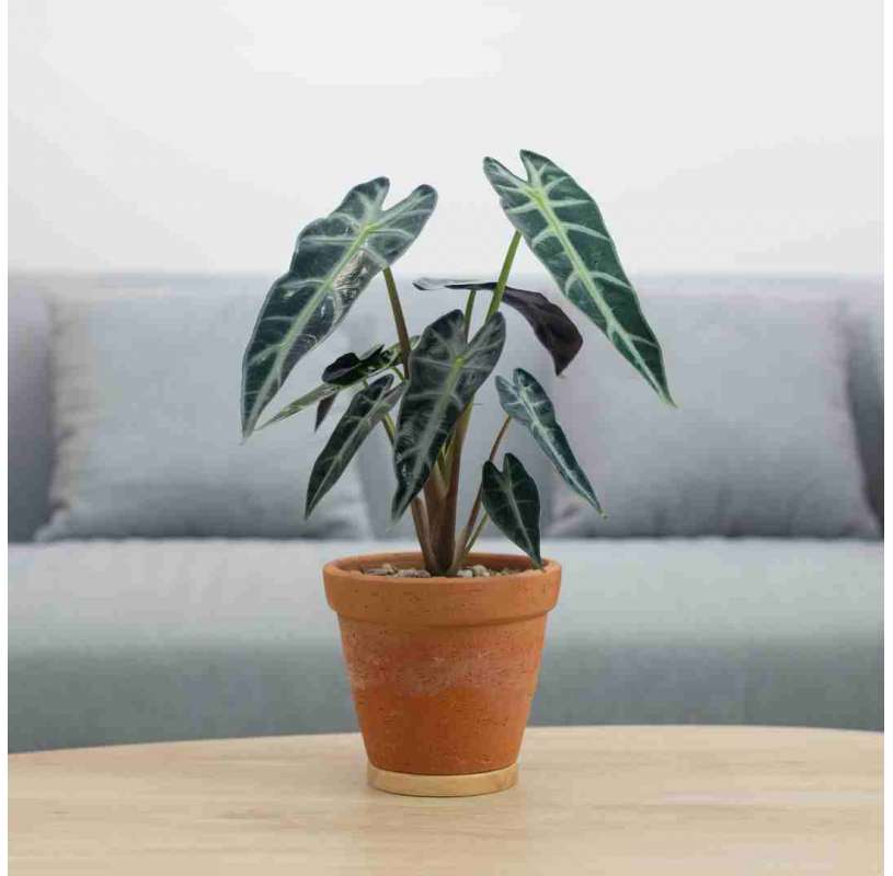 Alocasia sanderiana zebrina