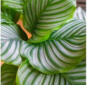 Calathea. Viveros González. Natural Garden Centre Marbella