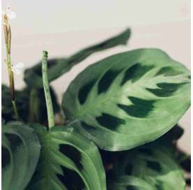 Maranta