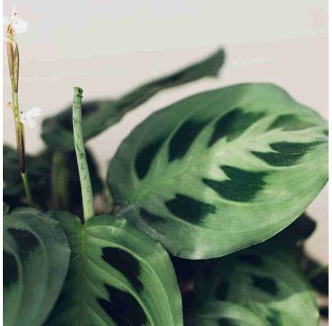 Maranta. Viveros gonzalez. natural garden centre marbella