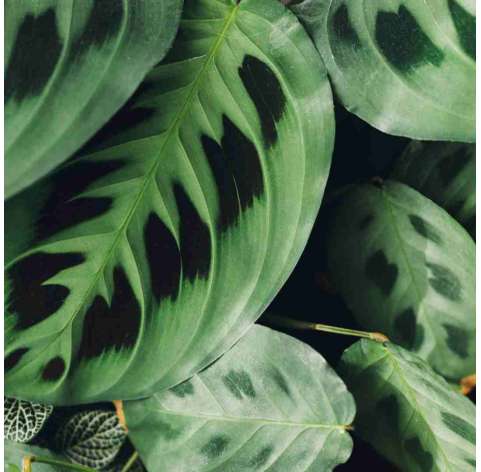 Maranta. Viveros gonzalez. natural garden centre marbella