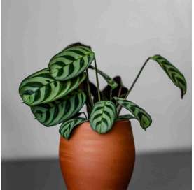 Maranta. Viveros gonzalez. natural garden centre marbella