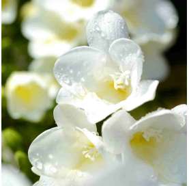 Fresia. Viveros Gonzalez. Natural Garden Centre Marbella