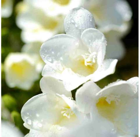 Fresia. Viveros Gonzalez. Natural Garden Centre Marbella
