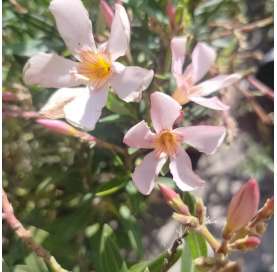 Dwarft oleander.