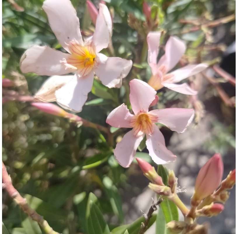 Dwarft oleander.
