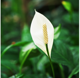 Spathiphyllum - Cuna de Moisés. Viveros González. Natural decor centre. Garden centre. Marbella