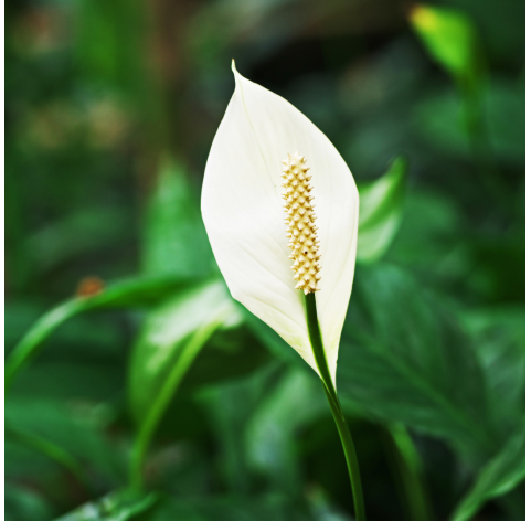Spathiphyllum - Cuna de Moisés. Viveros González. Natural decor centre. Garden centre. Marbella