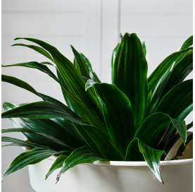 Dracaena compacta