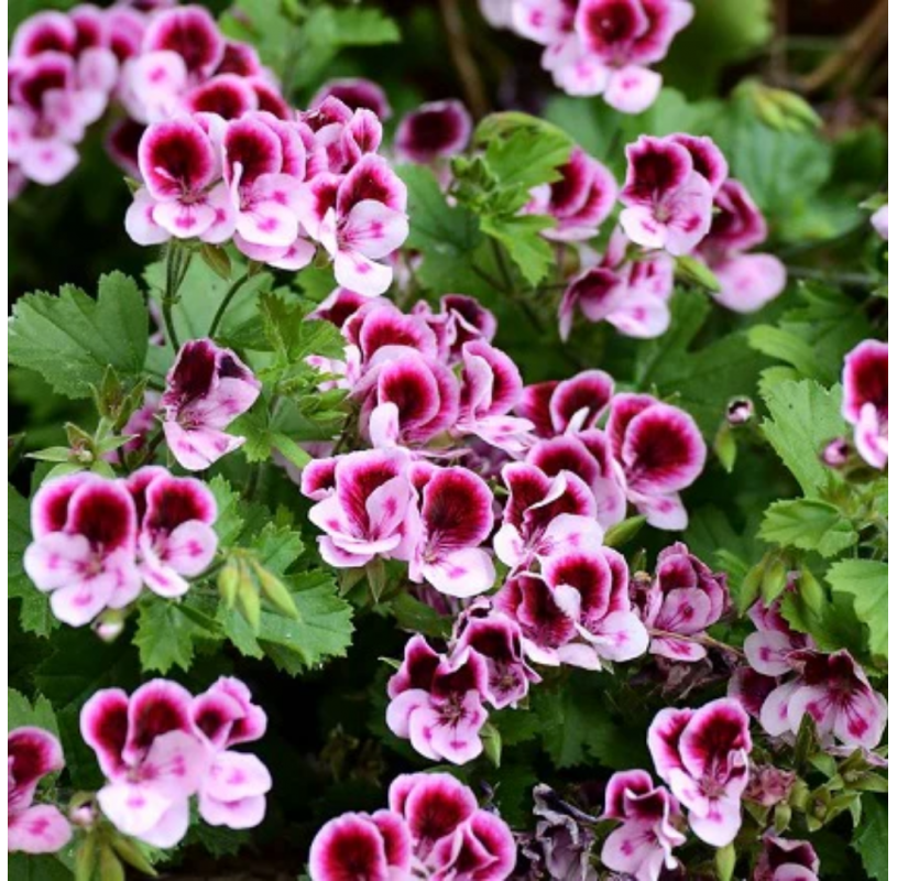 Pelargonium crispum . Viveros González. Marbella. Centro de jadineria
