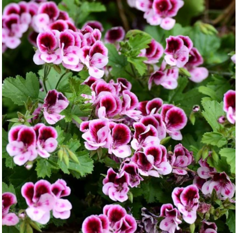 Pelargonium crispum . Viveros González. Marbella. Centro de jadineria