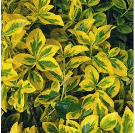 Euonymus japonicus aurea. Viveros González. Natural Garden Centre Marbella. Garden centre Marbella
