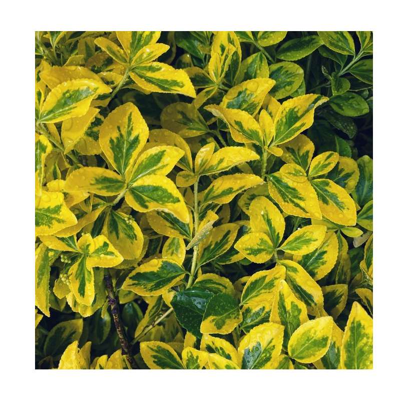 Euonymus japonicus aurea. Viveros González. Natural Garden Centre Marbella. Garden centre Marbella