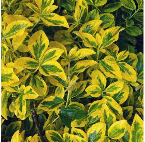 Euonymus japonicus aurea. Viveros González. Natural Garden Centre Marbella. Garden centre Marbella