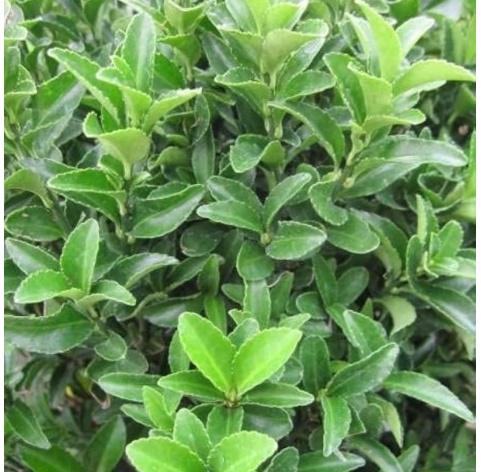 Euonymus japonicus pulchellus. Viveros González. Garden centre. Marbella