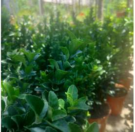 Euonymus japonicus pulchellus. Viveros González. Garden centre. Marbella